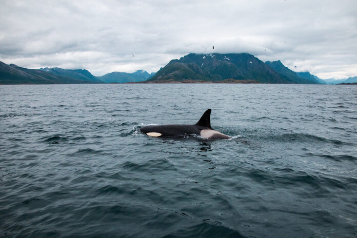 Killer whale attacks puzzles researchers